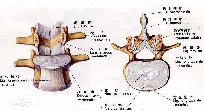 頸椎間盤結(jié)構(gòu)