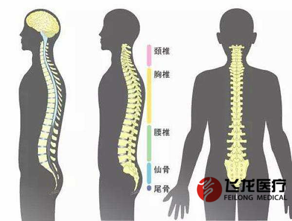 每天沒(méi)精神，很可能是脊柱出了問(wèn)題