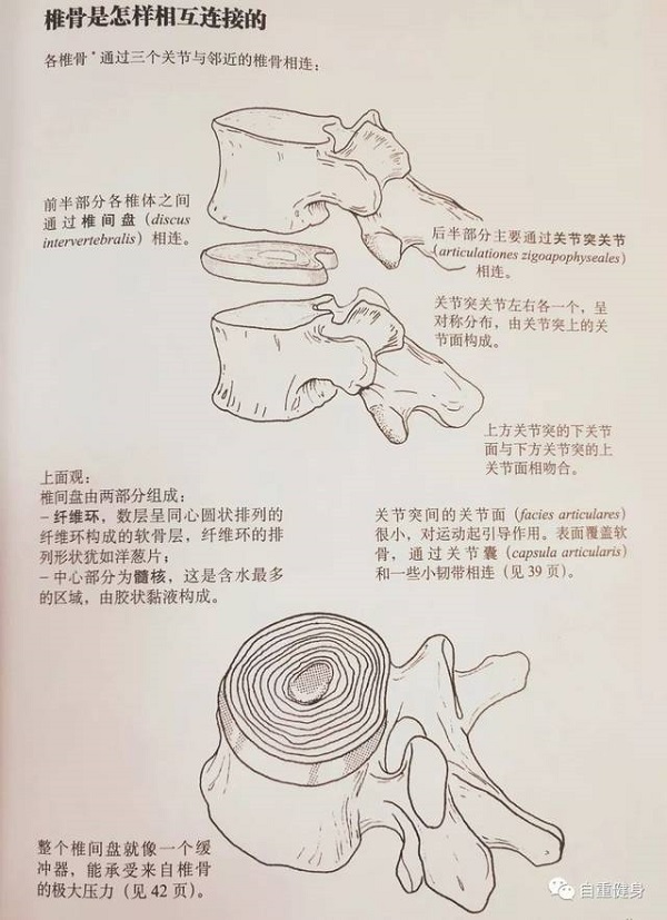 脊柱椎間盤連接圖